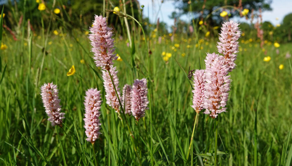 Veld met bloeiende adderwortels (Landgoed De Braak)