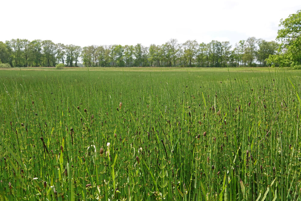 Veld vol holpijp (Oudemolensche Diep in de Drentsche Aa)