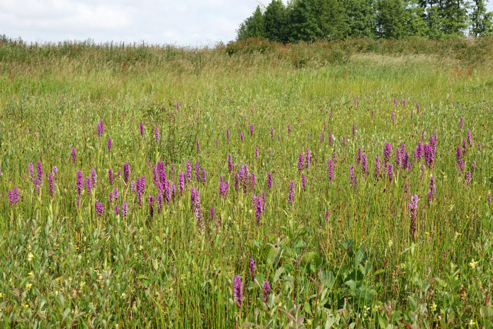 Velden (gevlekte) rietorchis (Matslootgebied)