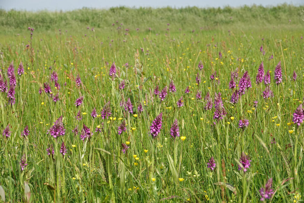 Velden (gevlekte) rietorchis (Onlanden)