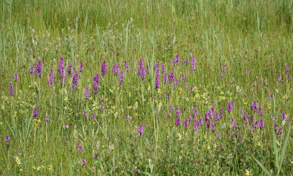 Velden (gevlekte) rietorchis (Onlanden)