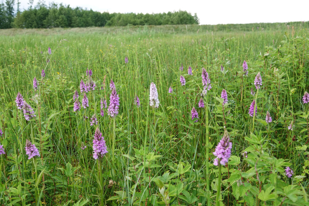 Velden (gevlekte) rietorchis (Onlanden)