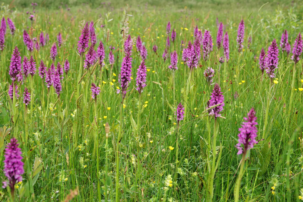 Velden (gevlekte) rietorchis (Onlanden)