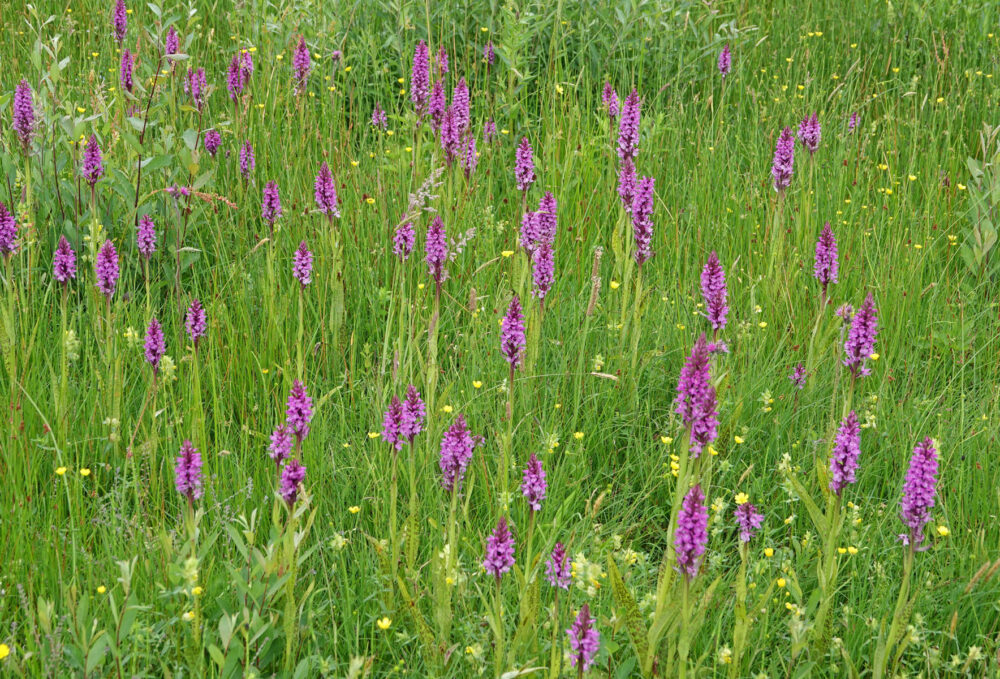 Velden (gevlekte) rietorchis (Onlanden)