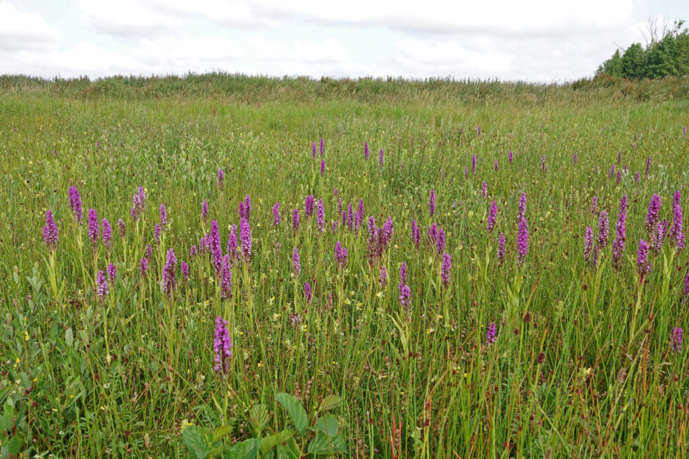Velden (gevlekte) rietorchis (Onlanden)