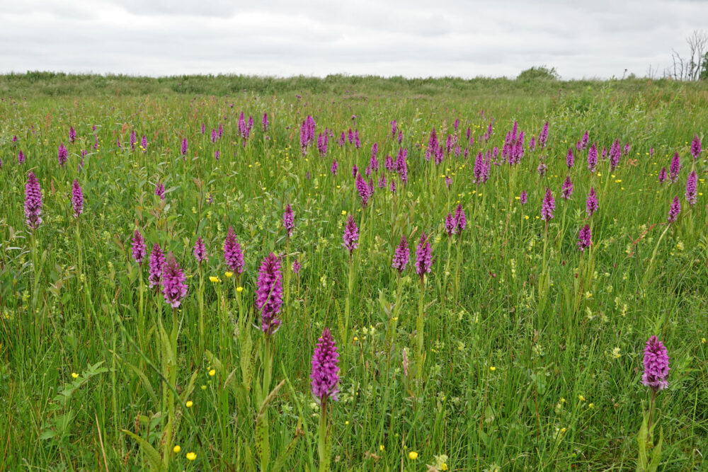 Velden (gevlekte) rietorchis in het Matslootgebied