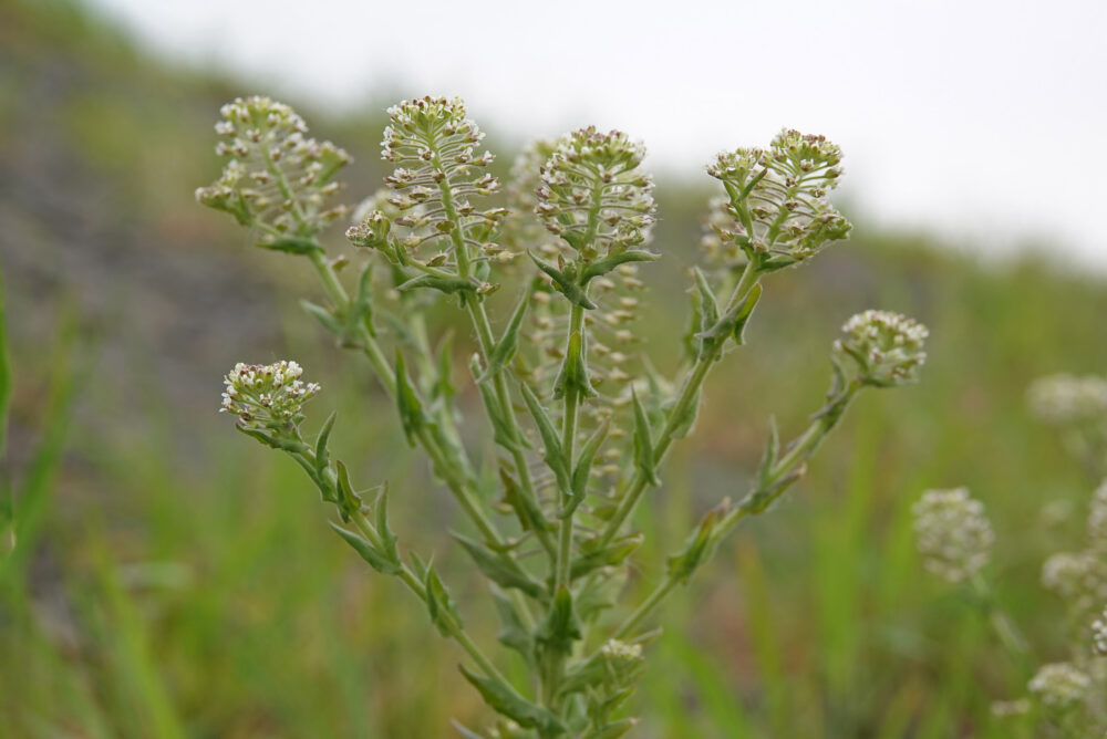 Veldkruiskers