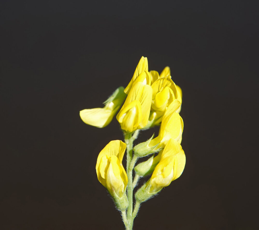 Veldlathyrus
