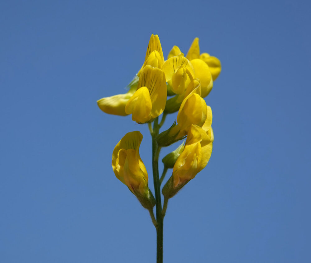 Veldlathyrus