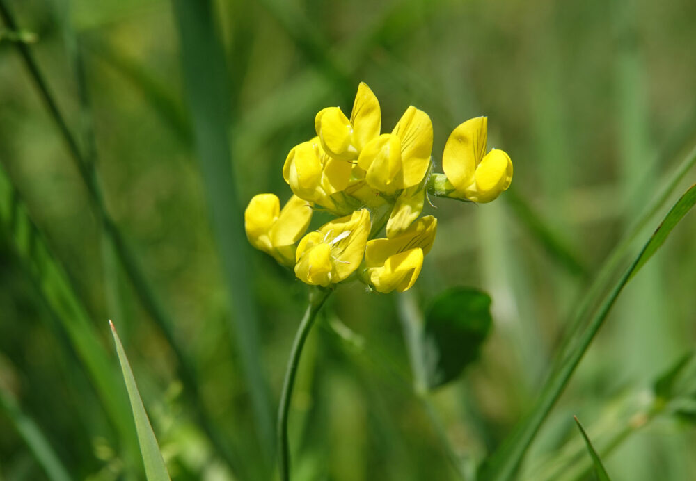 Veldlathyrus
