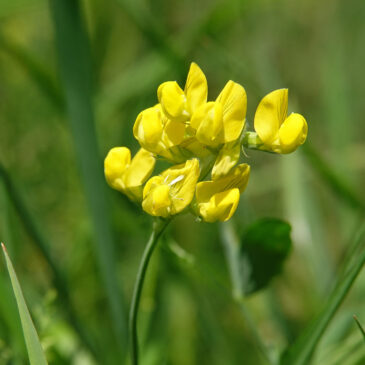 Veldlathyrus
