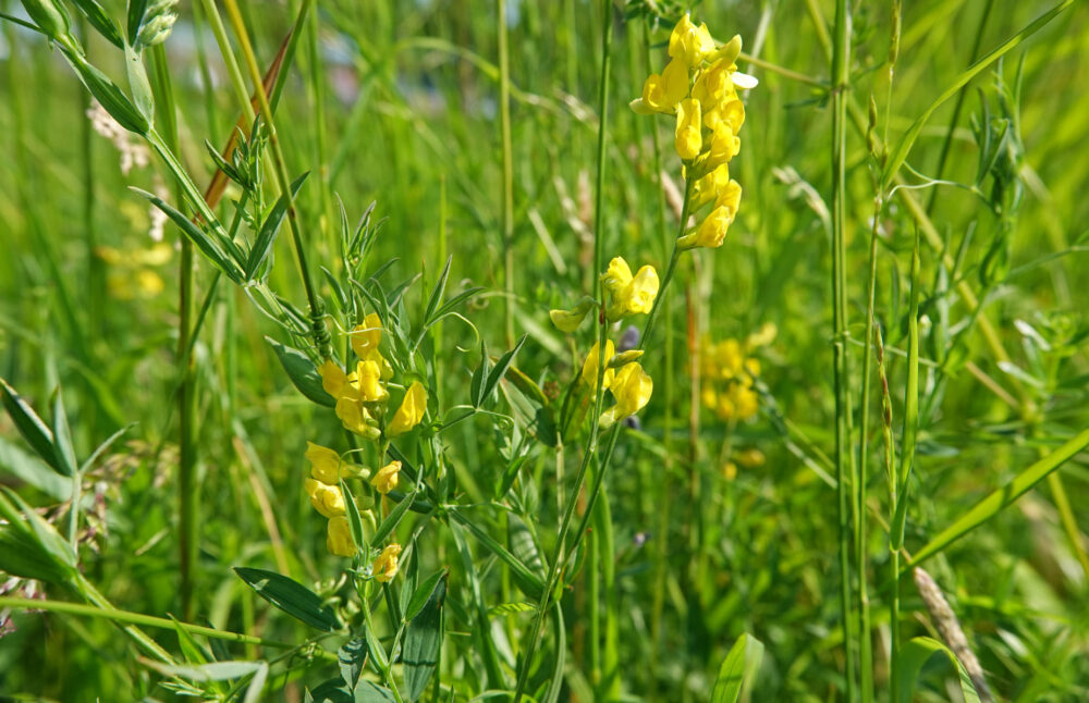 Veldlathyrus