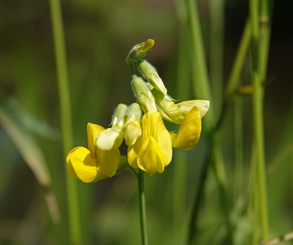 Veldlathyrus