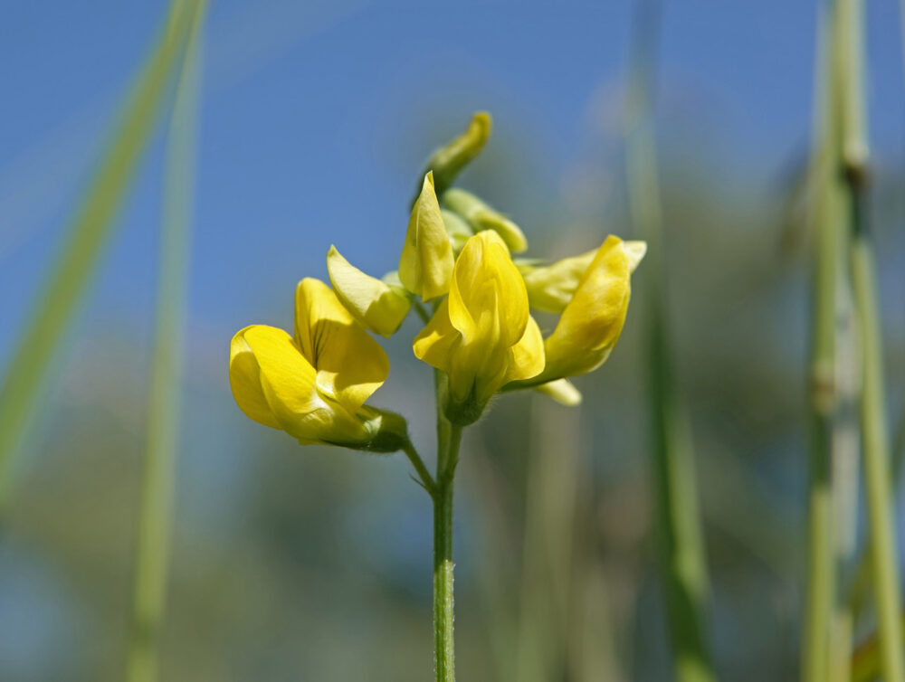 Veldlathyrus