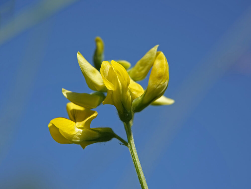 Veldlathyrus