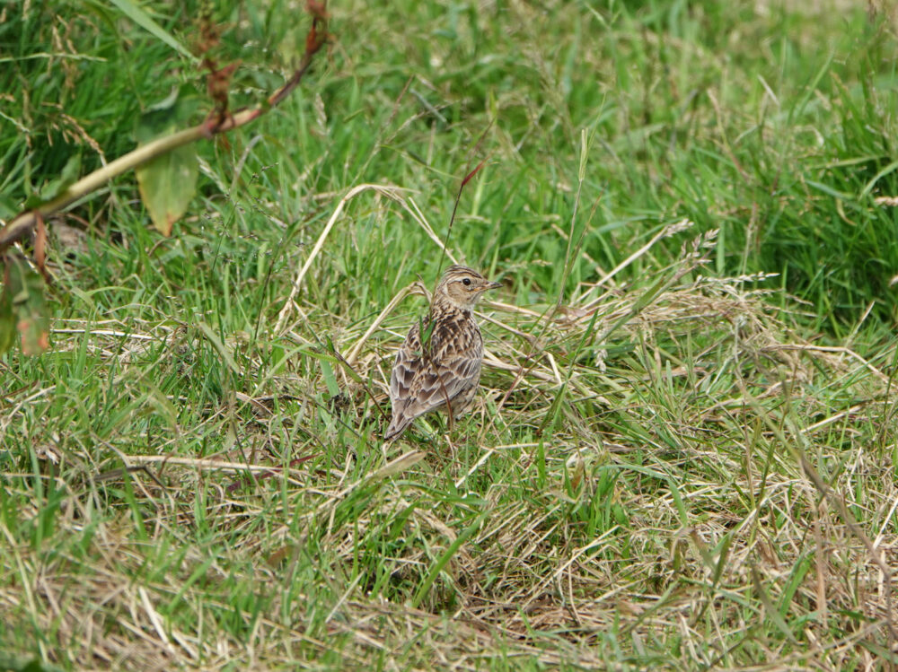 Veldleeuwerik (Zuidelaardermeergebied)
