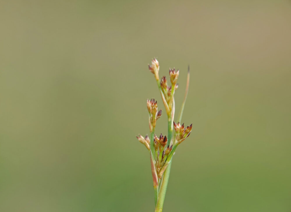 Veldrus