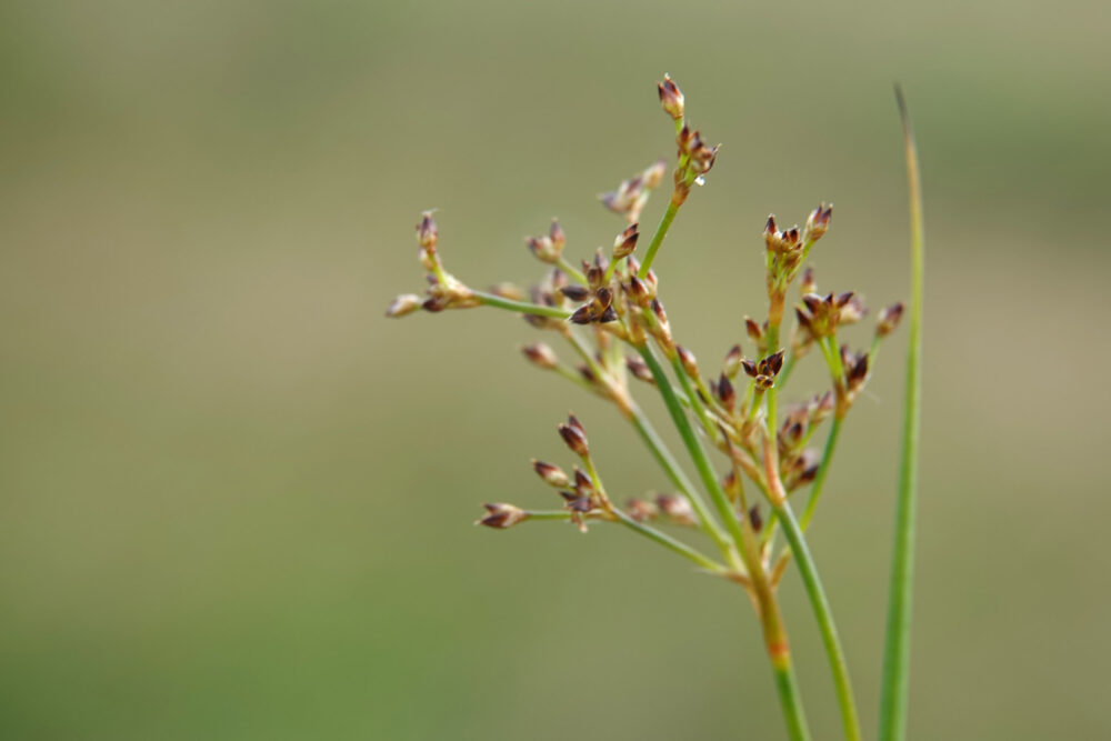 Veldrus