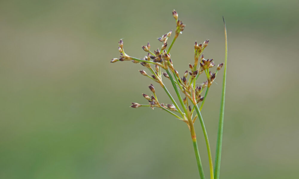 Veldrus