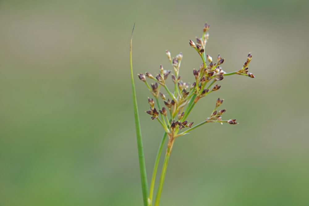 Veldrus