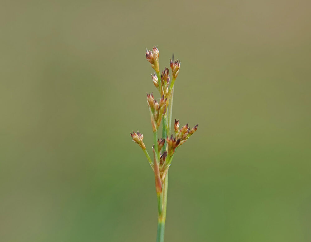 Veldrus