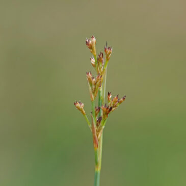 Veldrus