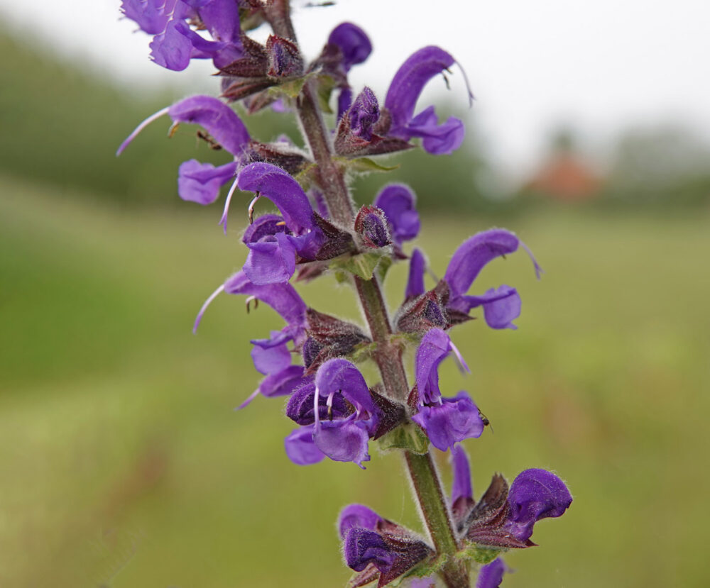 Veldsalie