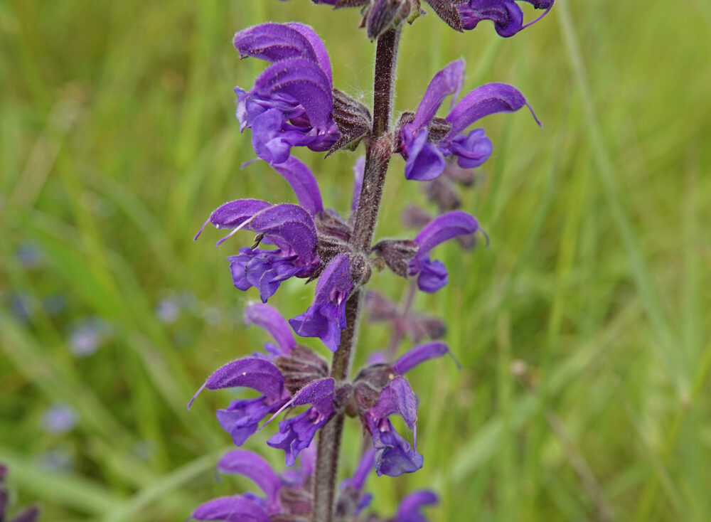 Veldsalie