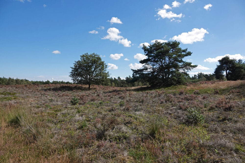 Veluwe