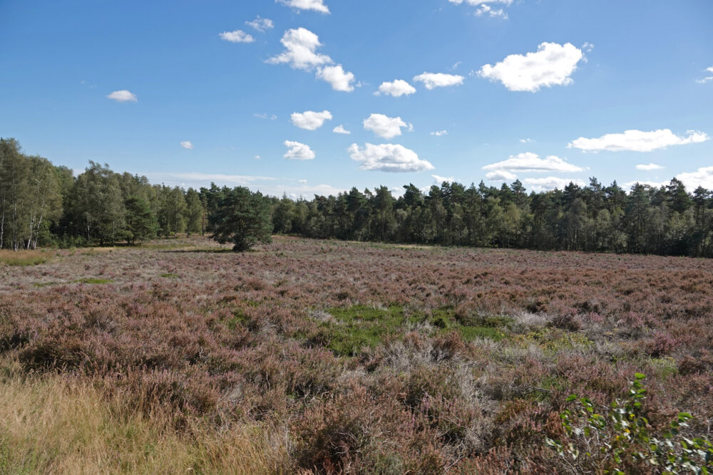 Veluwe