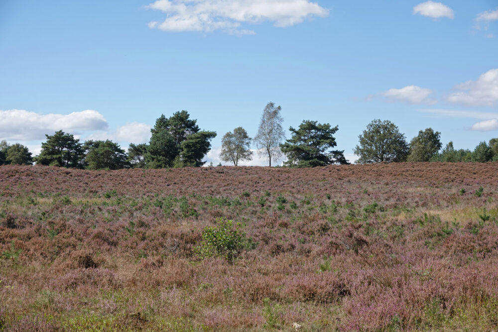 Veluwe