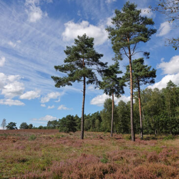 Veluwe