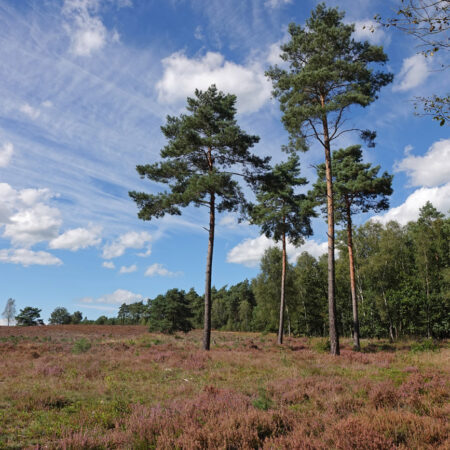 Veluwe