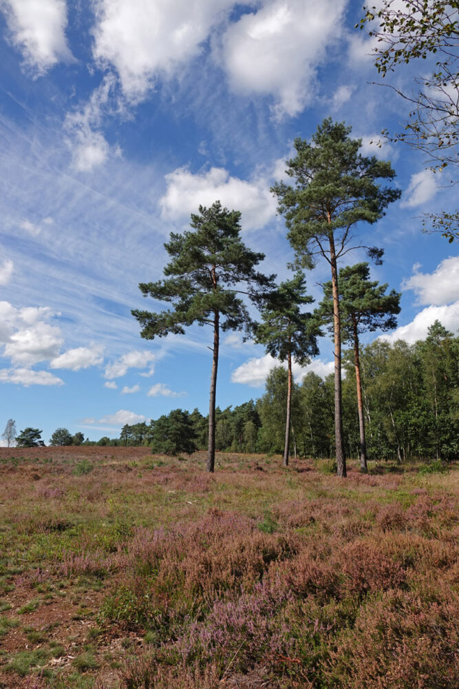 Veluwe