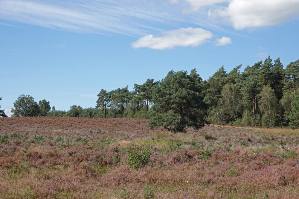 Veluwe