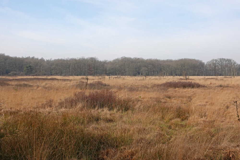 Ven (Appelbergen)