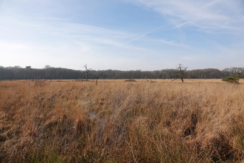 Ven (Appelbergen)