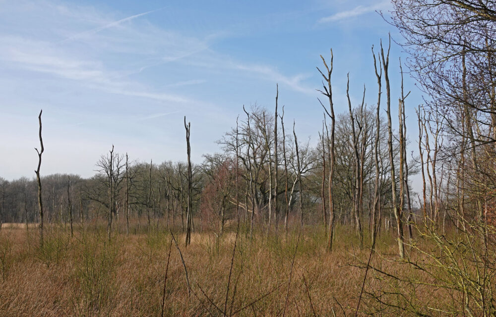Ven (Appelbergen)