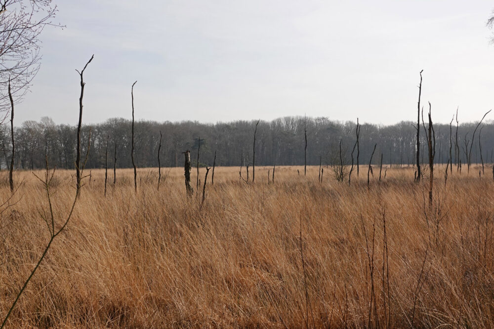 Ven (Appelbergen)