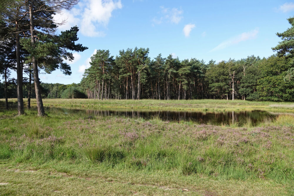 Ven in Dwingelderveld