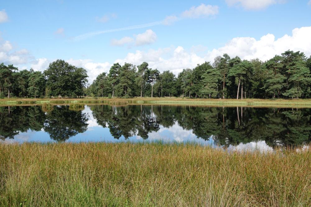 Ven in Dwingelderveld