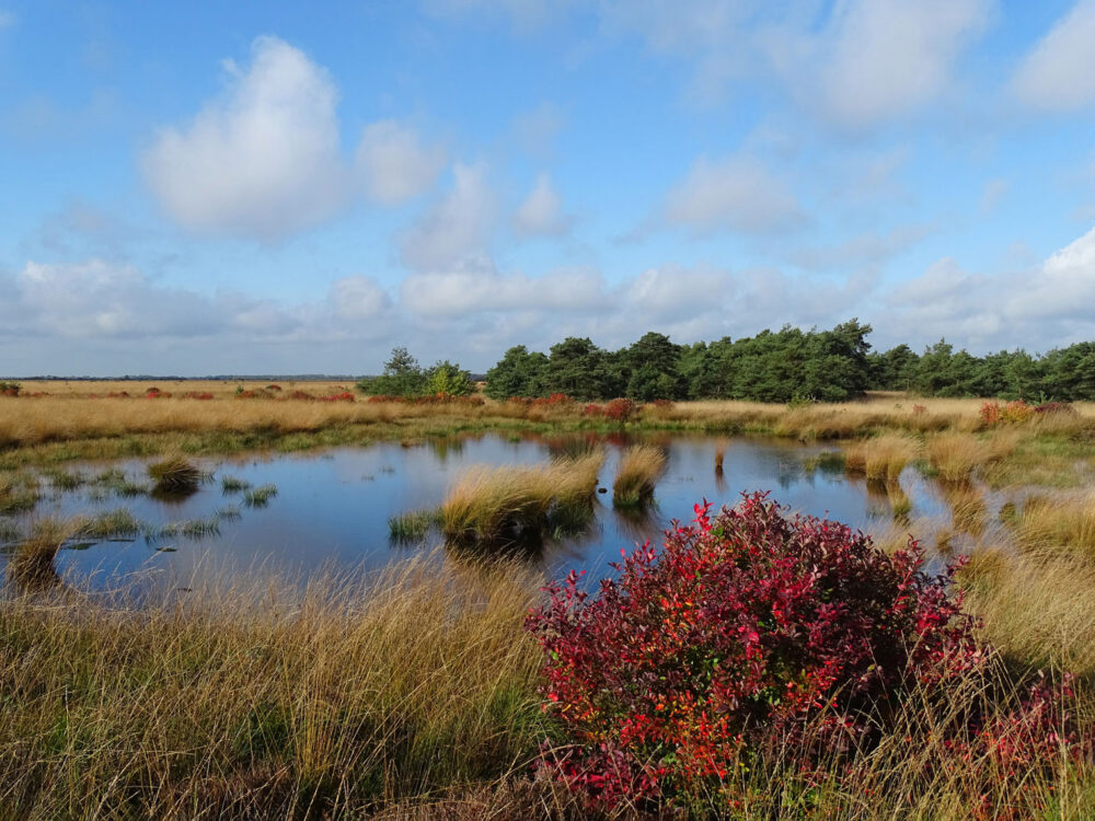 Ven in Fochteloërveen