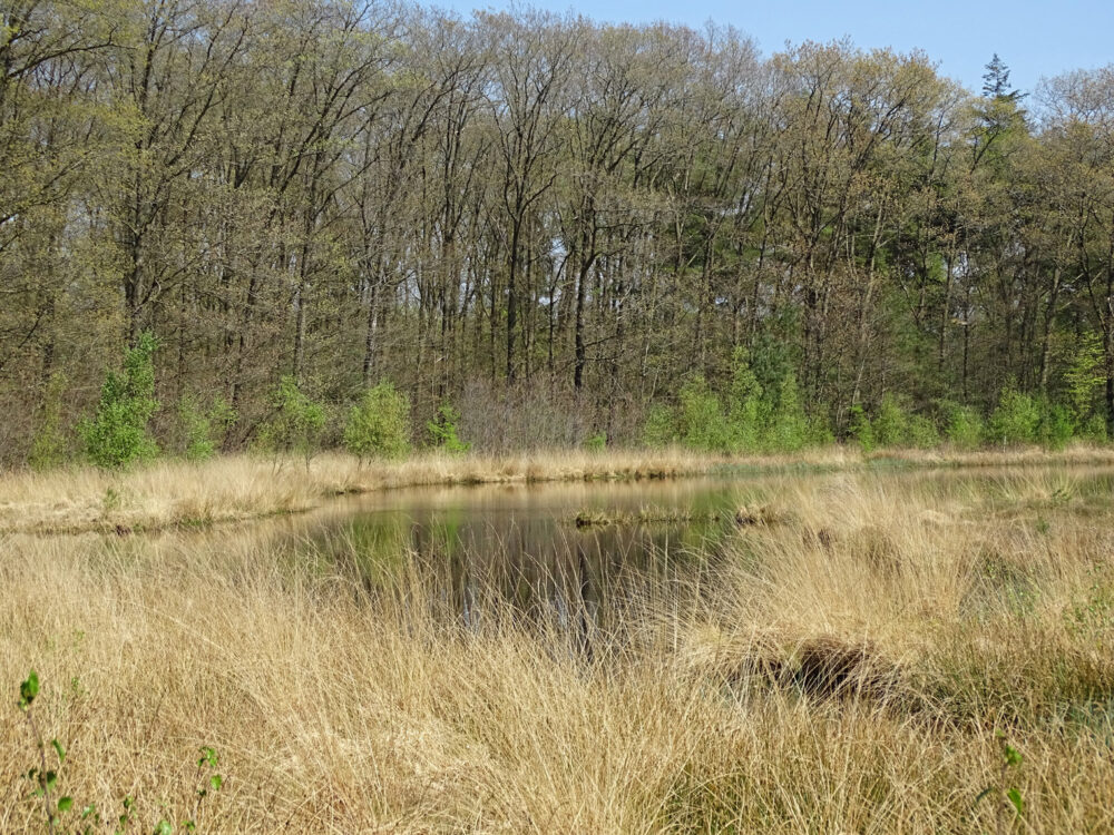 Ven in bossen Drouwenerveld