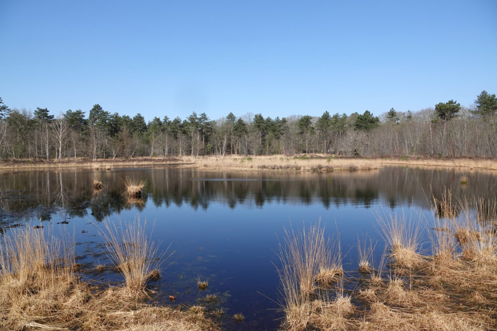 Ven in boswachterij Ruinen