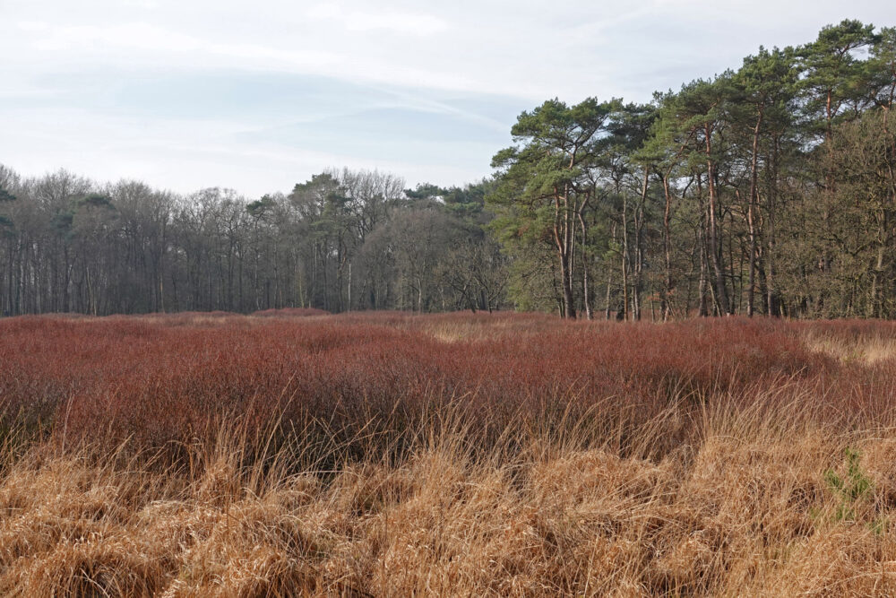 Ven met wilde gagel (Appelbergen)