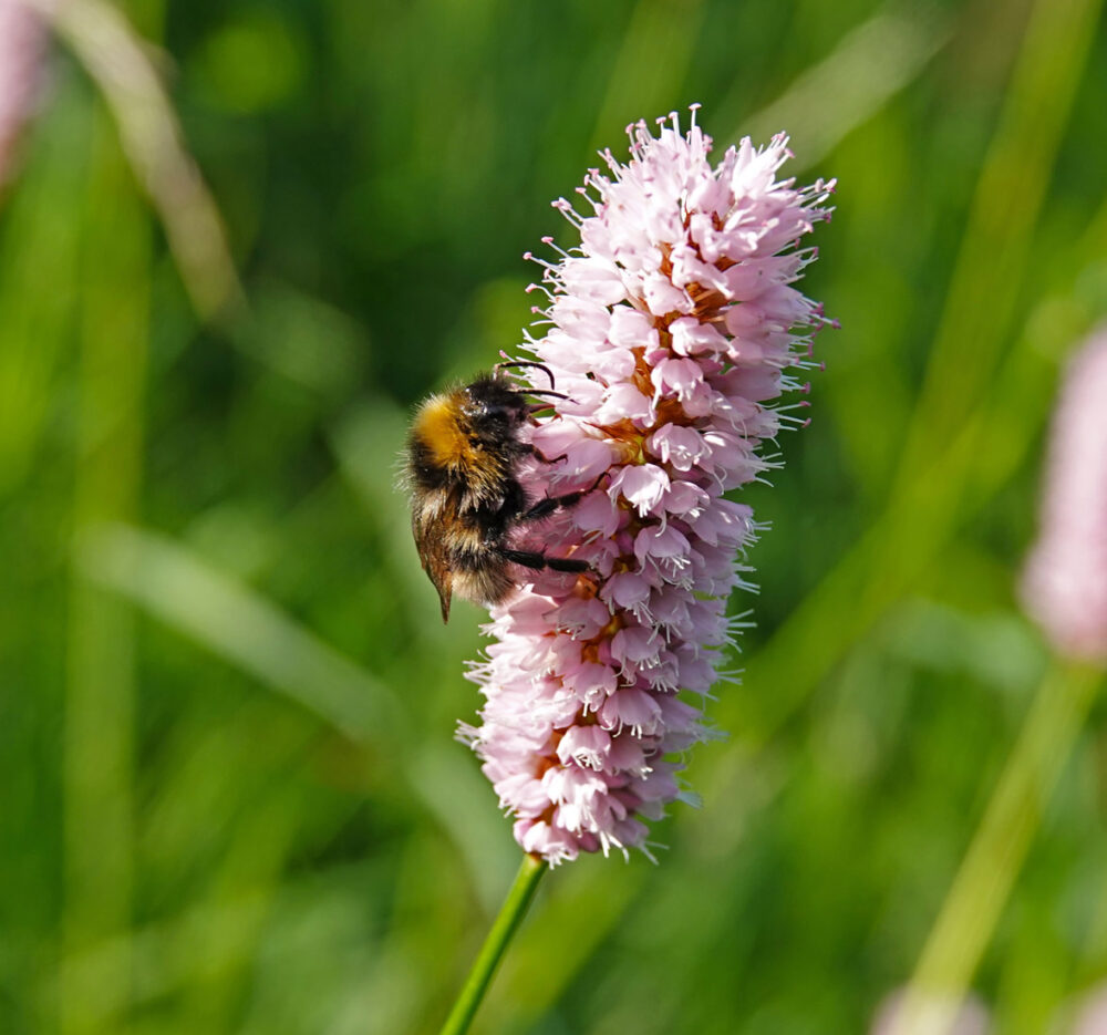 Vierkleurige Koekoekhommel op adderwortel