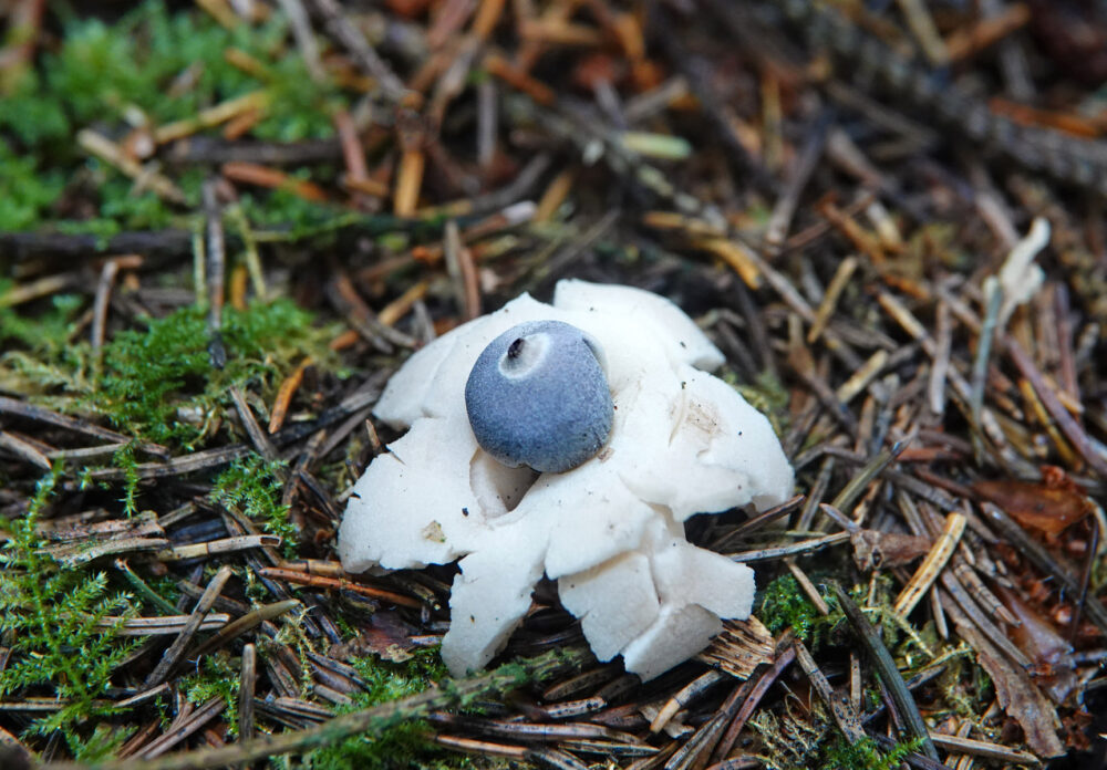 Vierslibbige aardster