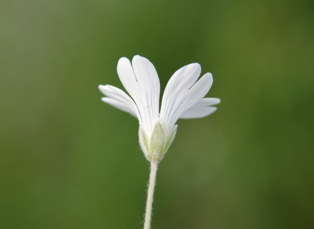 Viltige hoornbloem