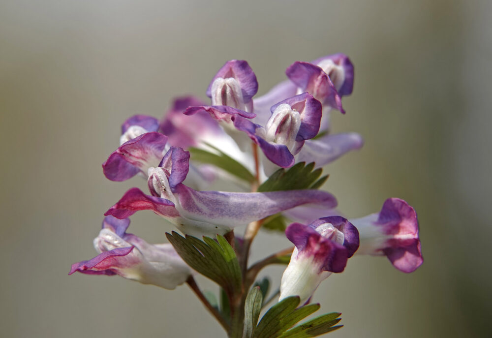 Vingerhelmbloem