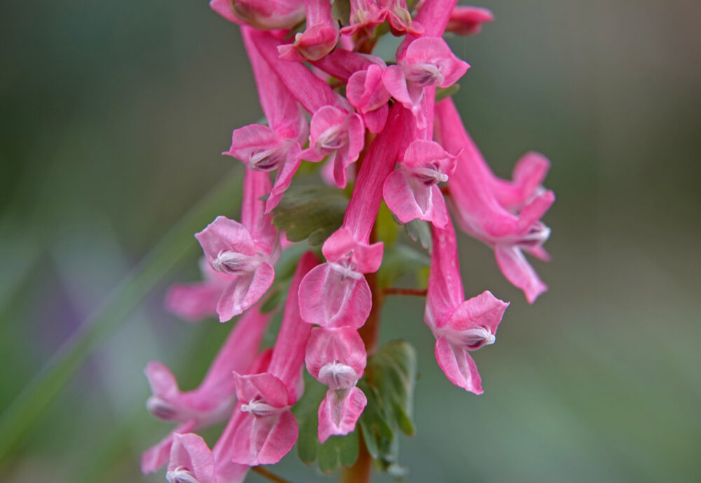 Vingerhelmbloem